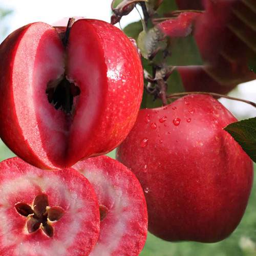 Байя Маріса